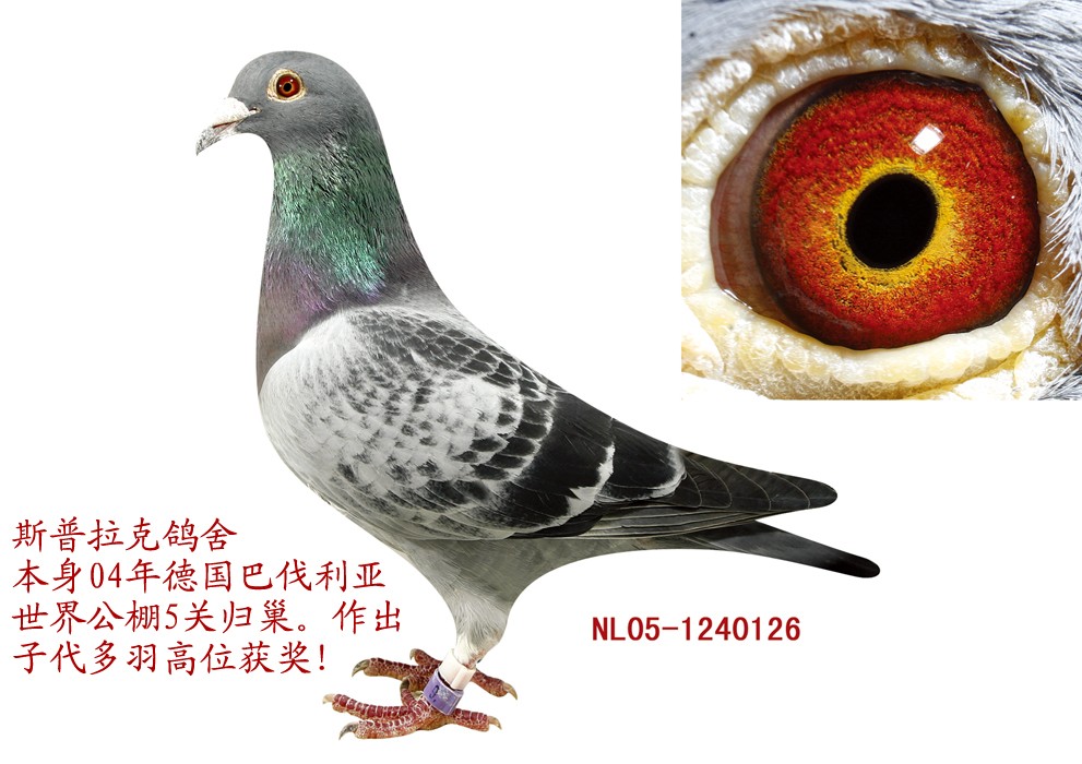 ïָ