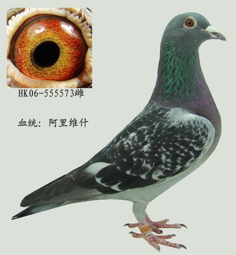 阿里维什
