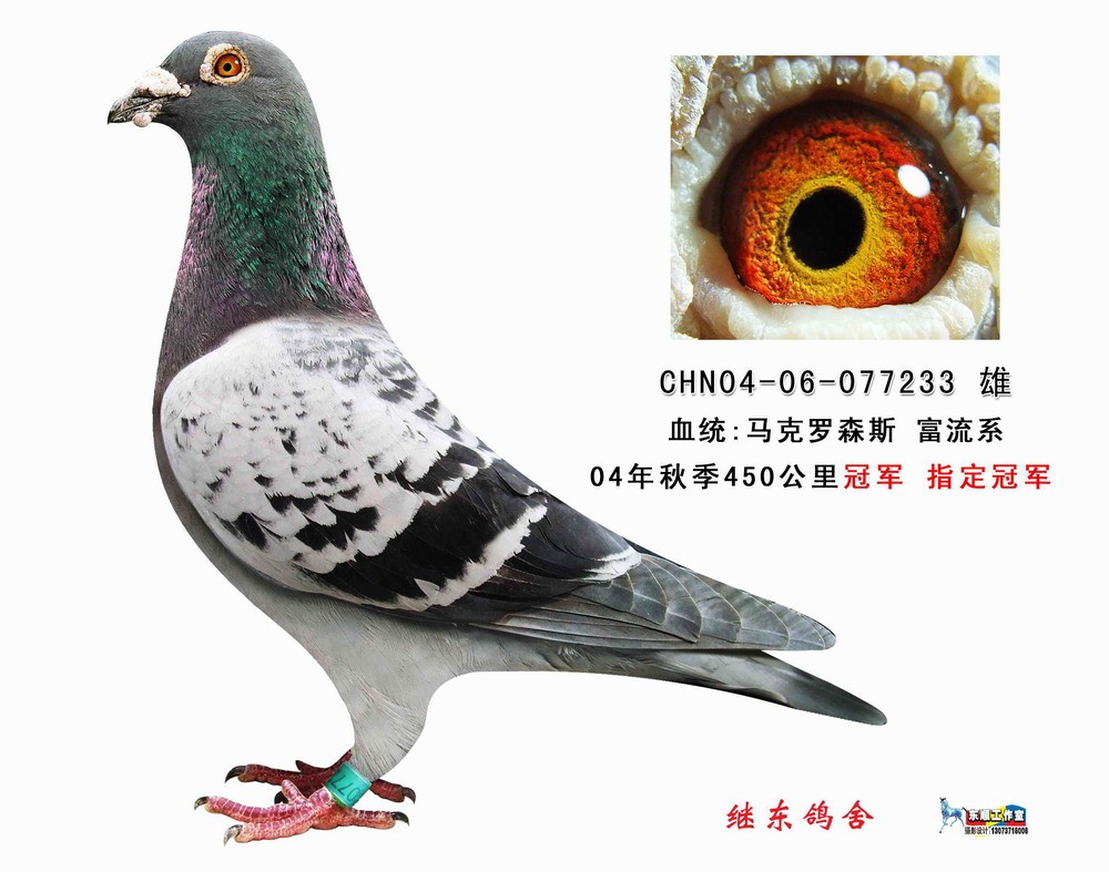 马克罗森斯 富流系 冠军233