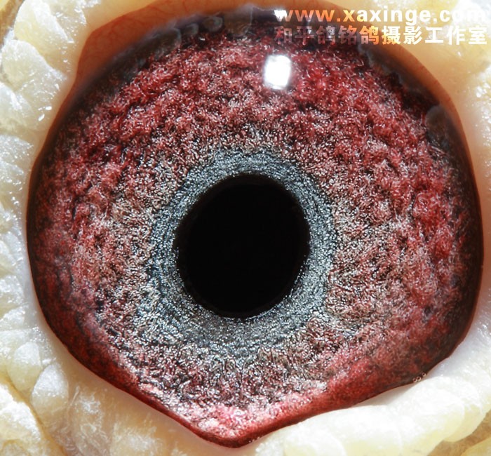 鸽眼摄影_相册_飞翔之歌