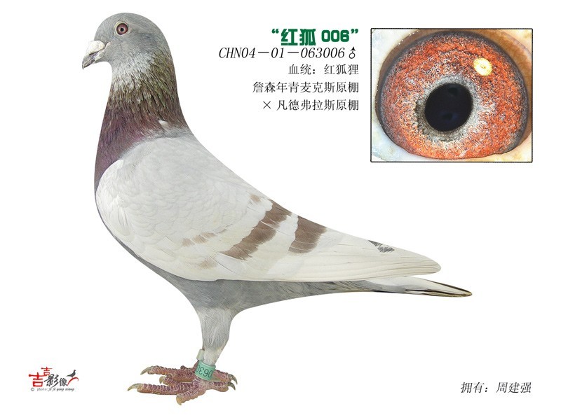    红狐; 红狐信鸽图片_詹森红狐