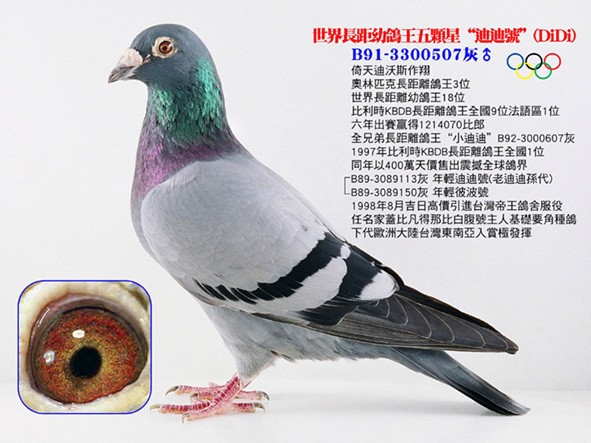 五星级大名鸽迪迪号