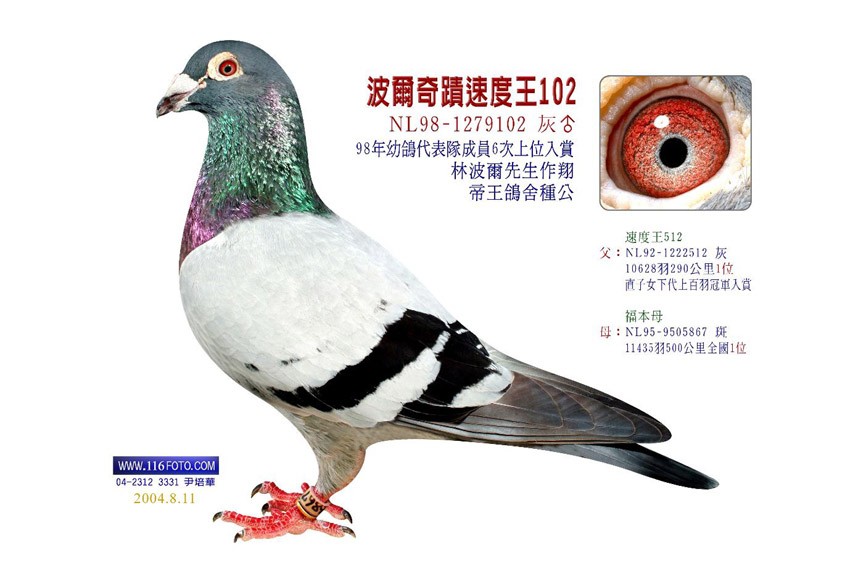 林波尔-奇迹速度王102