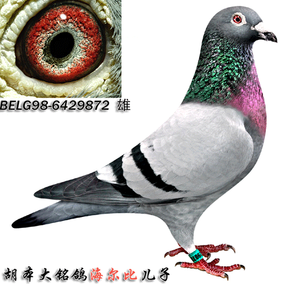 胡本大名鸽"海尔比",是一只超级赛鸽,又是超级种鸽