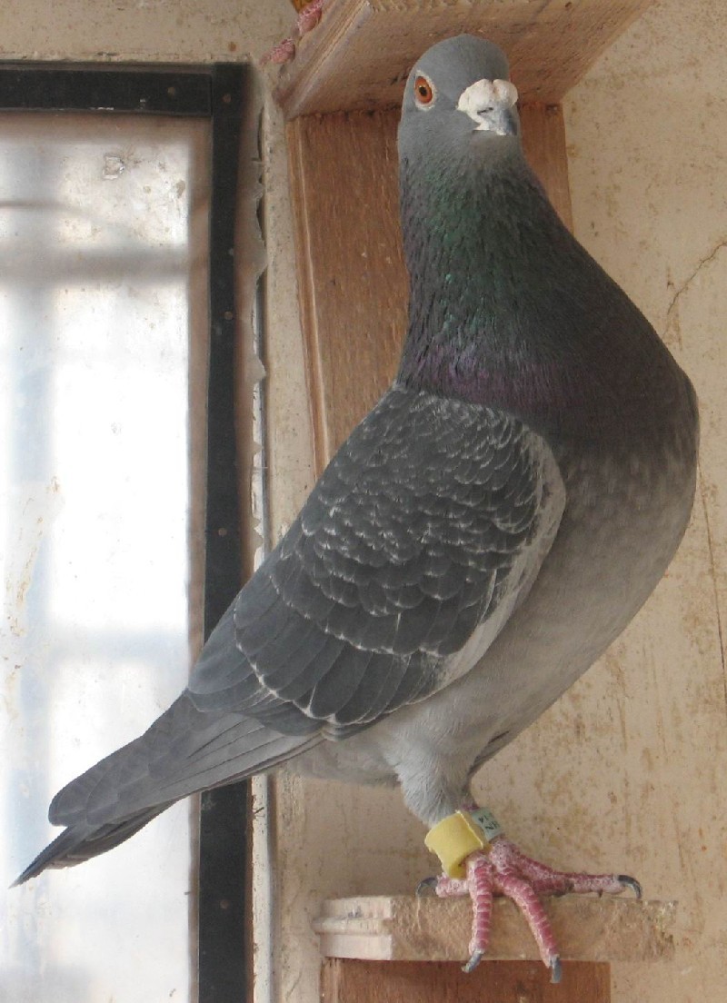 凡王.路易_相册_鸽得鸽舍