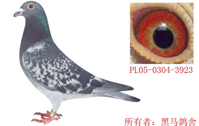 黑马鸽舍