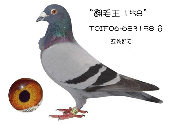 黑马鸽舍