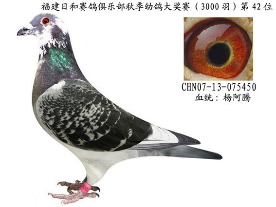 黑马鸽舍