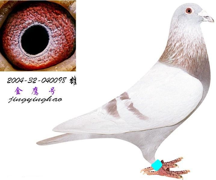 一个常年征战在一线的冠军家族 3546西翁