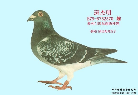 _相册_凯利联盟鸽舍