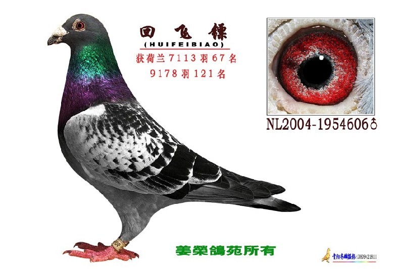 贵州姜荣鸽苑