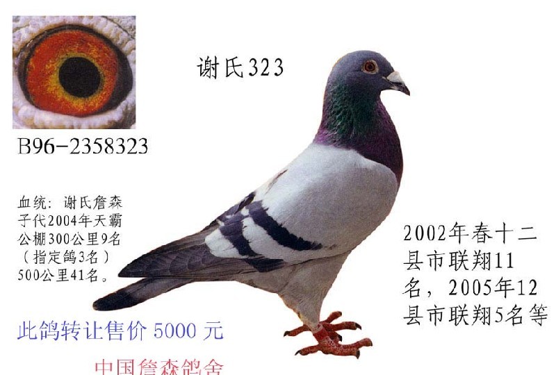 谢氏詹森