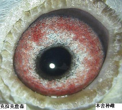 种鸽眼睛_相册_建德鸽舍 - 赛鸽资讯网