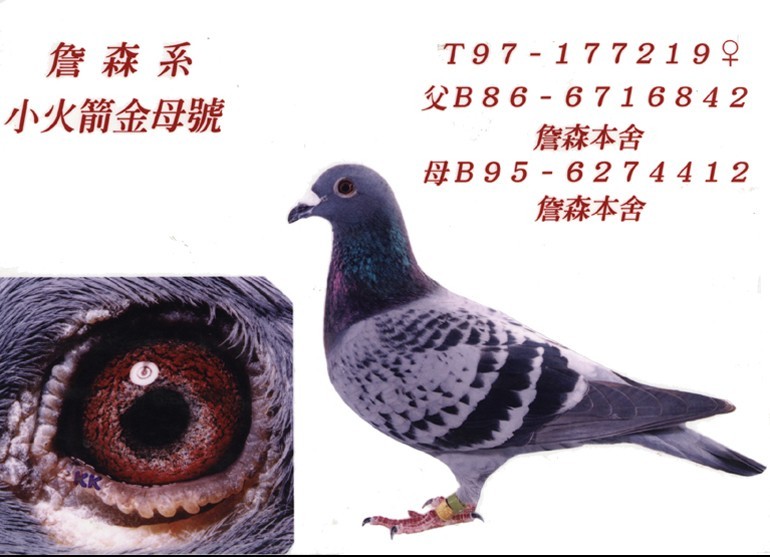 摘自台湾文恭鸽舍武汉种鸽舍