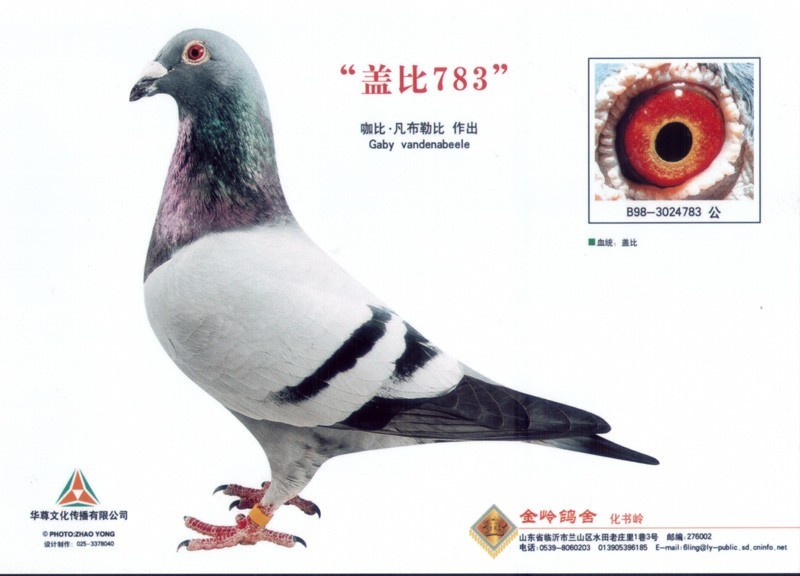 盖比783 _相册_山东金岭鸽舍 - 赛鸽资讯网