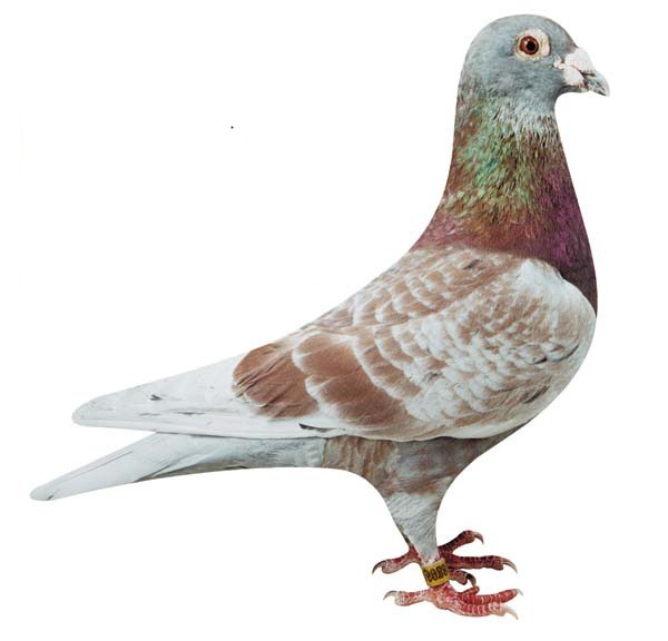 ɹź