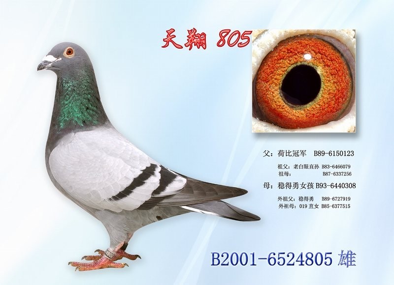 台湾北极势山竞翔集团大陆鸽业