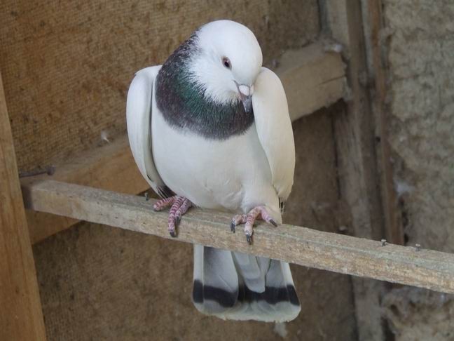 新疆和田地区观赏鸽--奇葩(维语)