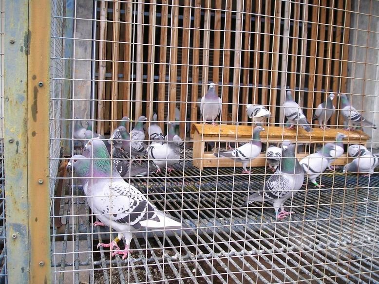 _相册_惠安鹞毅鸽舍