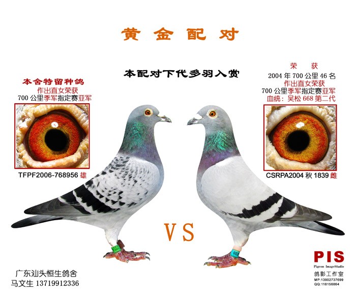 种鸽_相册_广东汕头恒生鸽舍 - 赛鸽资讯网