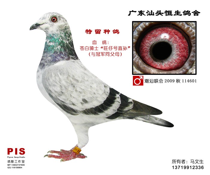 种鸽_相册_广东汕头恒生鸽舍 - 赛鸽资讯网