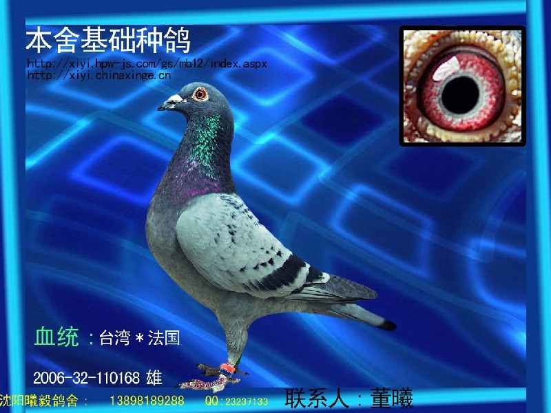 台湾法国_相册_★╦曦毅鸽舍╦★