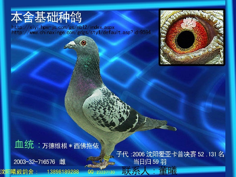 万德维根_相册_★╦曦毅鸽舍╦★