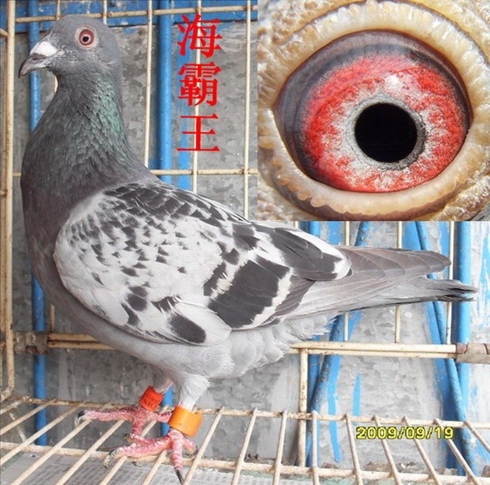 海霸王鸽舍