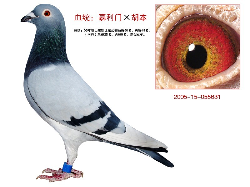 鸽子怎么喂食量大 661b1c57-47bf-45ef-ba26-f86c60a4fa58_xxxx.jpg