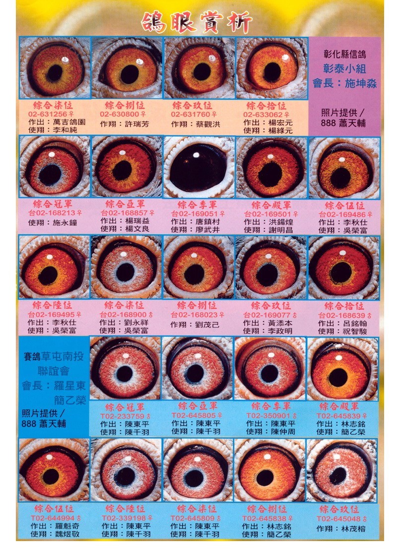 鸽眼赏析(二)