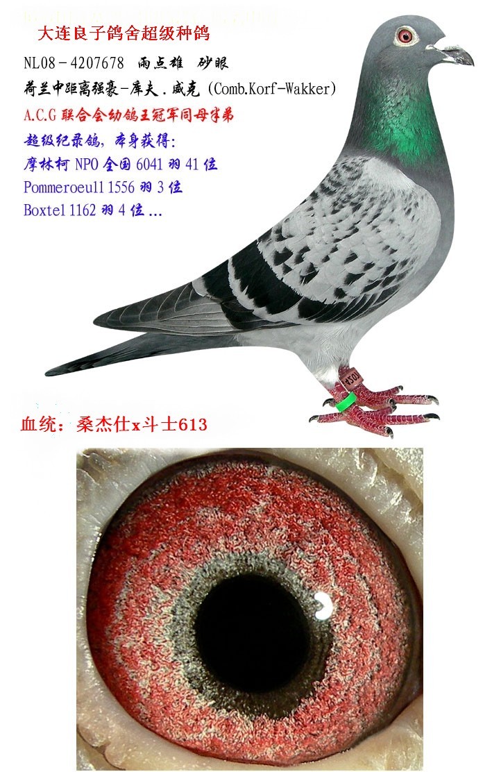 桑杰仕x克拉克斗士613_相册_大连良子鸽业 - 赛鸽资讯