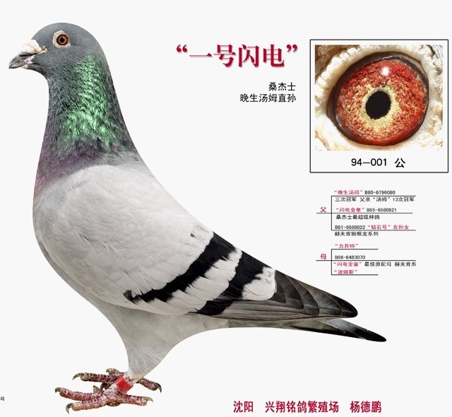 桑杰士_相册_恒翔鸽舍 - 赛鸽资讯网