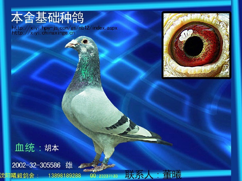 _相册_◥◣╦曦毅鸽舍╦◢◤ - 赛鸽资讯网