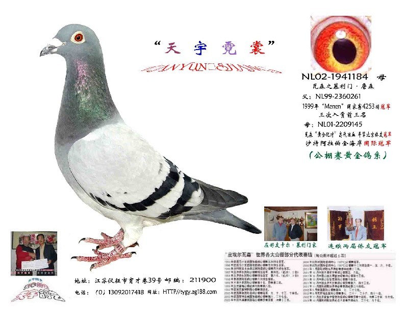 公棚总冠军,沙特阿拉伯金海岸冠军公棚总冠军,是公棚赛首选黄金鸽系