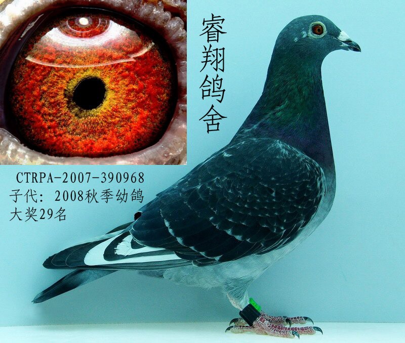 台湾种鸽968
