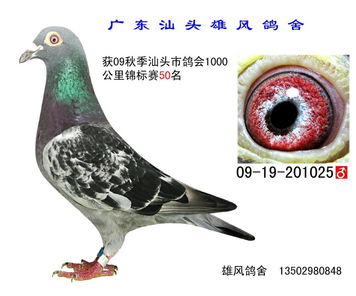 雄风鸽舍