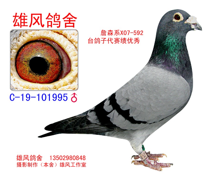雄风鸽舍