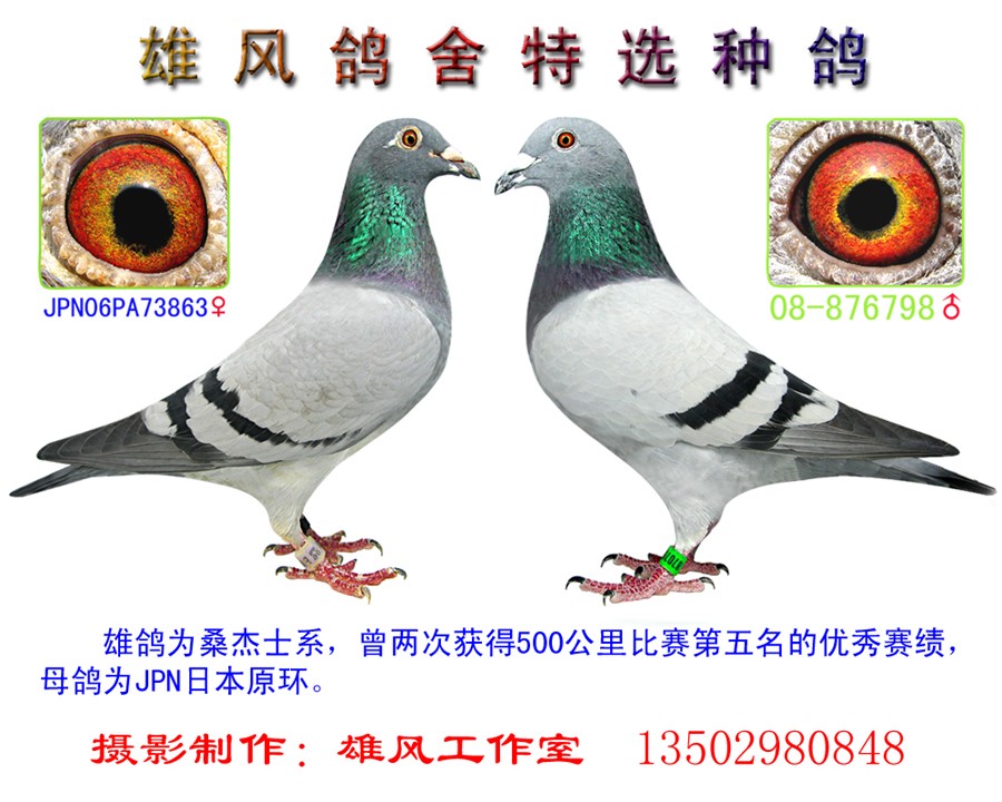 雄风鸽舍