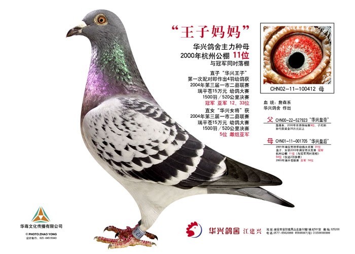 浙江温州华兴鸽舍