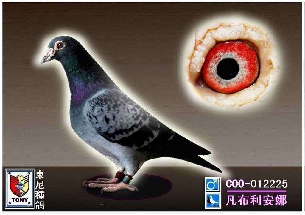 凡布利安娜_相册_康仕达联合鸽舍 - 赛鸽资讯网