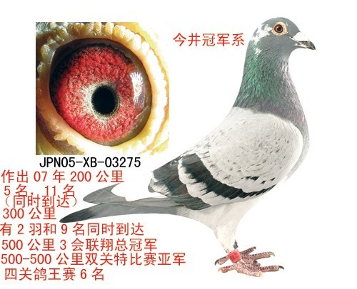 井 雅 之 赛 绩 简 介---------------    日本传奇赛鸽家"四冠王"