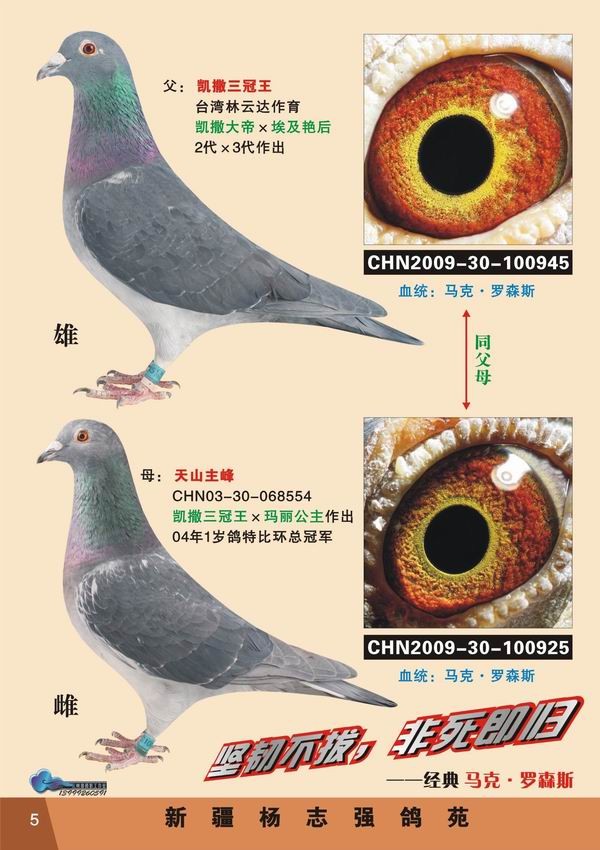 新疆杨志强鸽苑