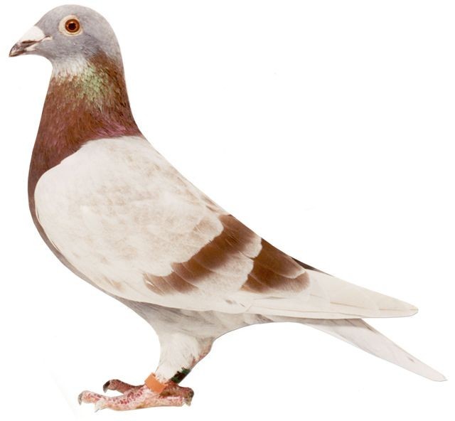 ղɭ