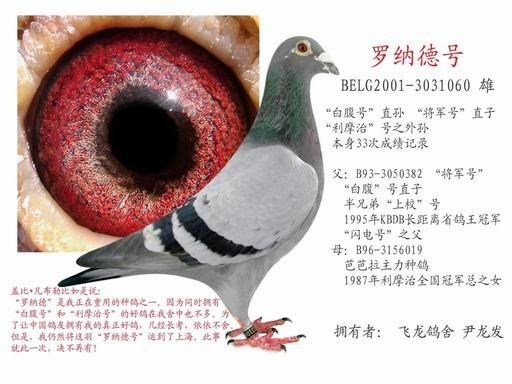 此种鸽飞龙鸽舍尹龙发先生所有,照片仅供欣赏.